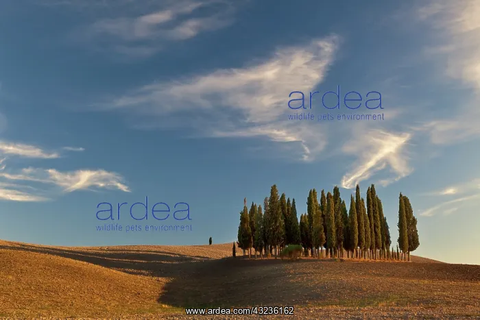  : Classic cypress trees and harvested agricultural