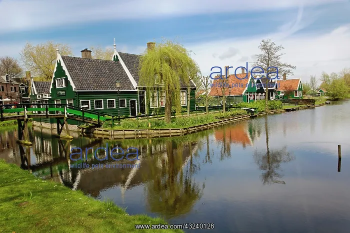 : Classic Dutch homes, Zaanse Schans, Holland : Classic Dutch homes, Zaanse Schans, Holland