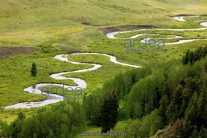 : Classic meanders on East River : Classic meanders on East River