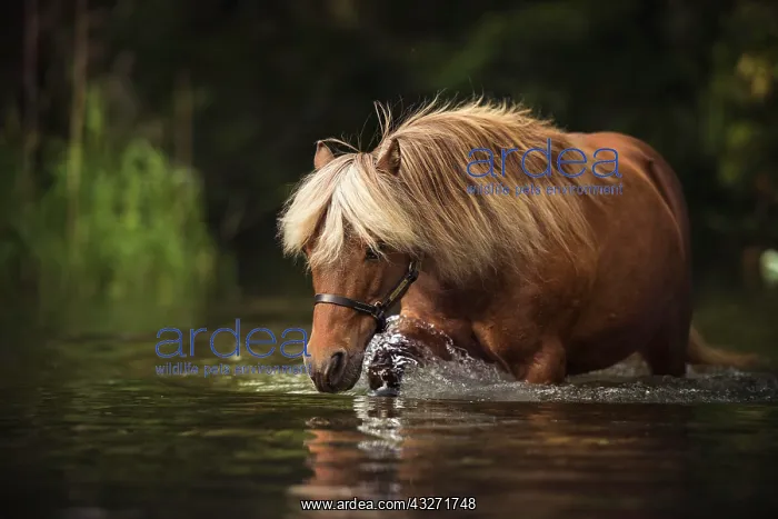 : Classic Pony (Equus), Mare walks through water : Classic Pony (Equus), Mare walks through water