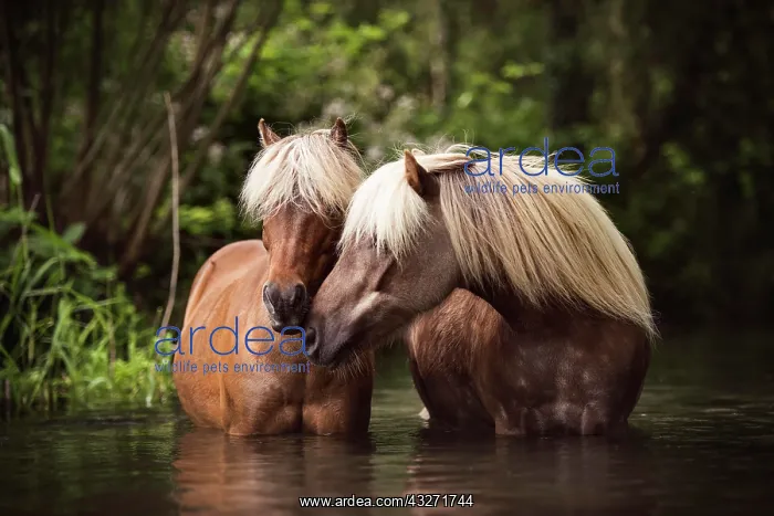 : Two Classic Ponys (Equus) standing in the water : Two Classic Ponys (Equus) standing in the water