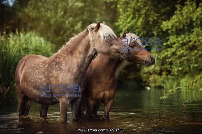 : Two Classic Ponys (Equus) standing in the water : Two Classic Ponys (Equus) standing in the water