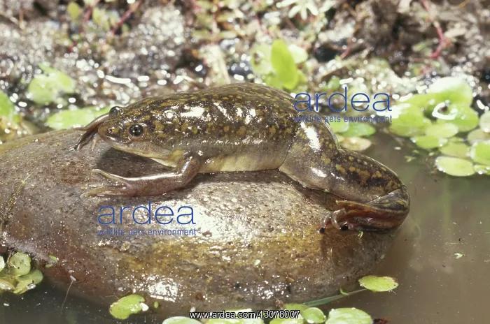 : Clawed Frog : Clawed Frog
