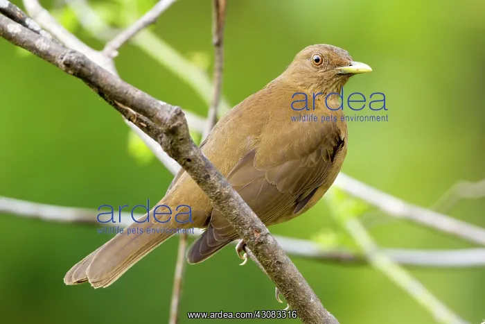 : Clay-colored Robin : Clay-colored Robin
