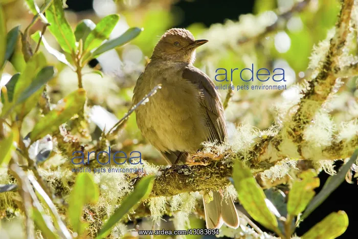: Clay-colored Robin : Clay-colored Robin