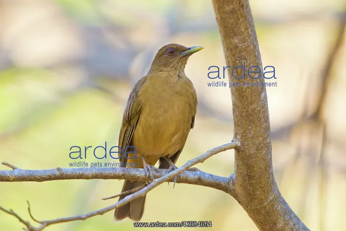 : Clay-colored Robin : Clay-colored Robin