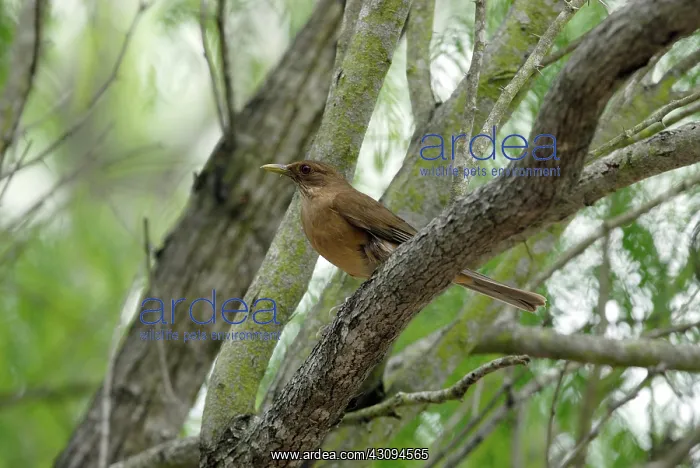 : Clay-colored Robin (Turdus grayi) : Clay-colored Robin (Turdus grayi)