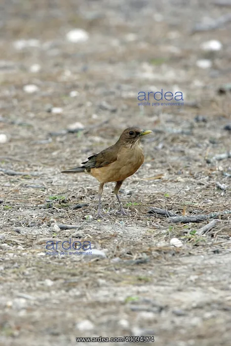 : Clay-colored Robin (Turdus grayi) : Clay-colored Robin (Turdus grayi)