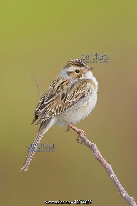: Clay-colored Sparrow : Clay-colored Sparrow