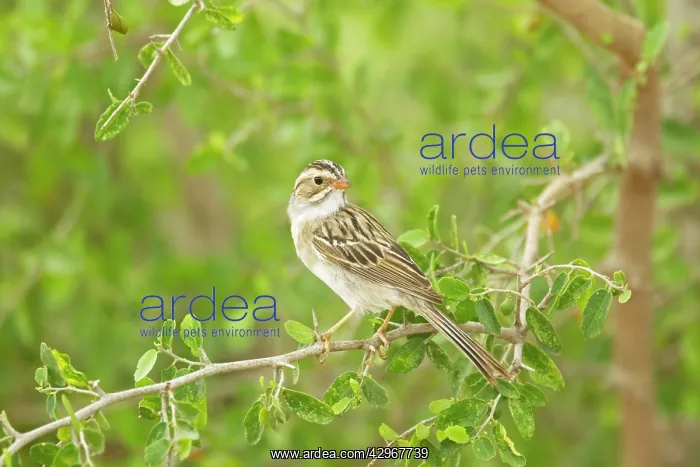: Clay-colored Sparrow : Clay-colored Sparrow