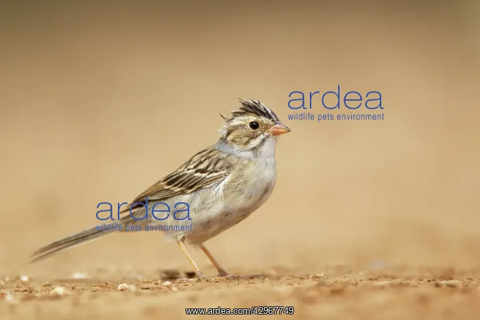 : Clay-colored Sparrow : Clay-colored Sparrow