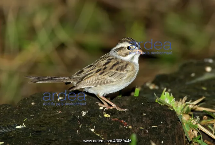 : Clay colored Sparrow : Clay colored Sparrow