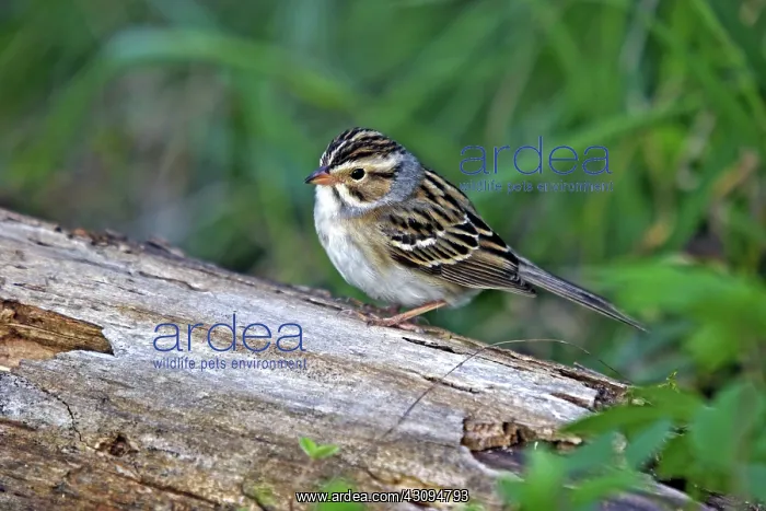 : Clay-Colored Sparrow : Clay-Colored Sparrow