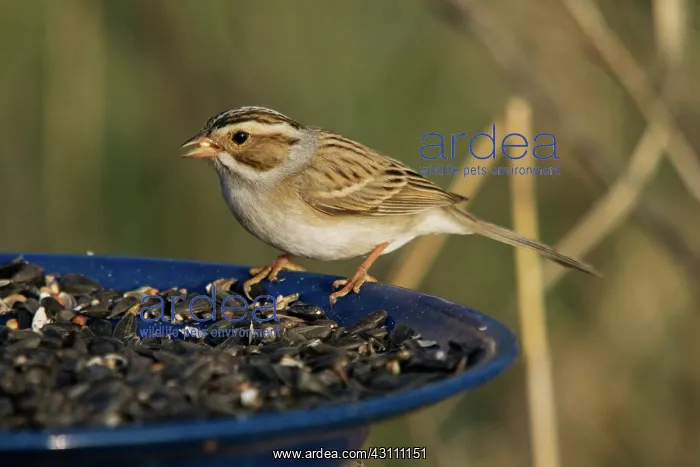 : Clay-colored Sparrow : Clay-colored Sparrow