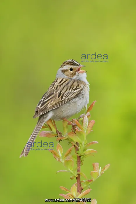 : Clay-colored Sparrow - Singing : Clay-colored Sparrow - Singing