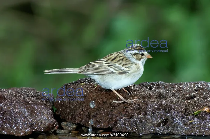 : Clay-colored Sparrow (Spizella pallida) : Clay-colored Sparrow (Spizella pallida)