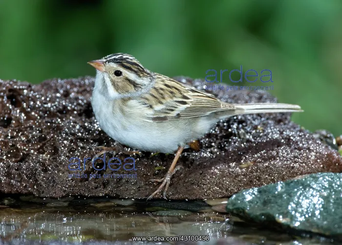 : Clay-colored Sparrow (Spizella pallida) : Clay-colored Sparrow (Spizella pallida)