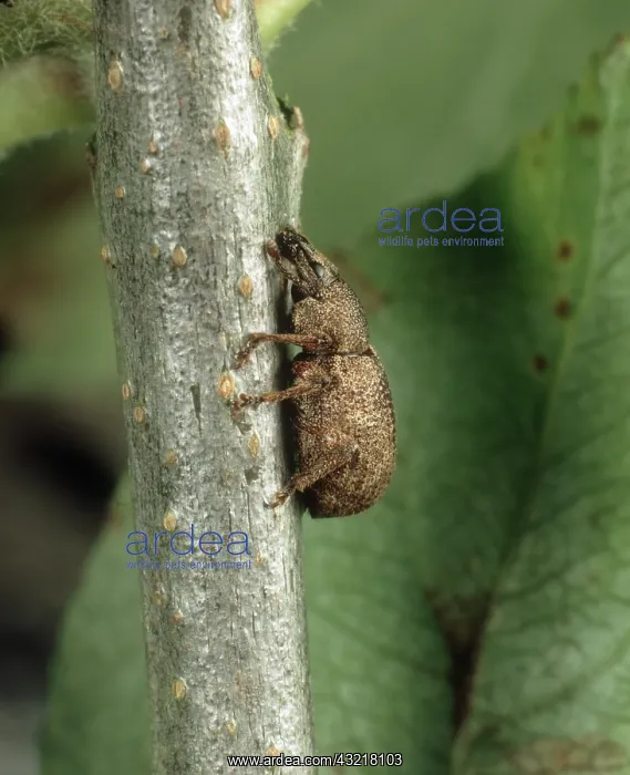 : Clay-colored weevil : Clay-colored weevil
