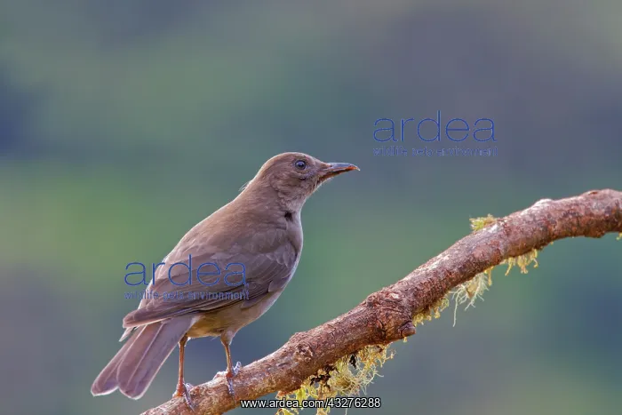 : Clay Coloured Thrush Turdus grayi San Gerardo de Dota, Costa : Clay Coloured Thrush Turdus grayi San Gerardo de Dota, Costa