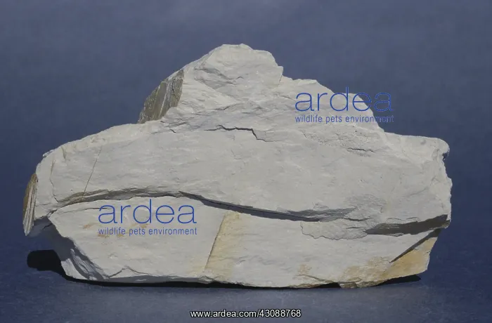 : Clay, a sedimentary rock from Barrington, Tasmania, Australia : Clay, a sedimentary rock from Barrington, Tasmania, Australia