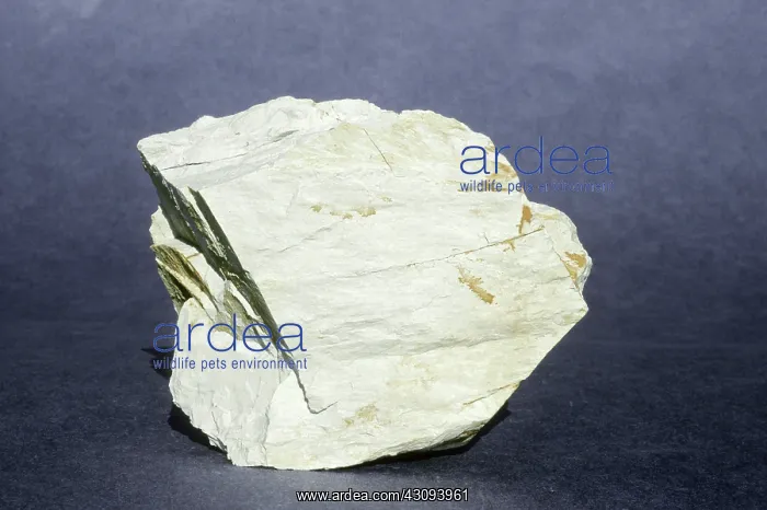 : Clay (sedimentary rock) from Tasmania, Australia : Clay (sedimentary rock) from Tasmania, Australia