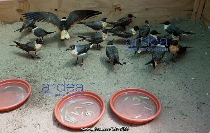 : Cleaned Laughing Gulls from BP Spill : Cleaned Laughing Gulls from BP Spill