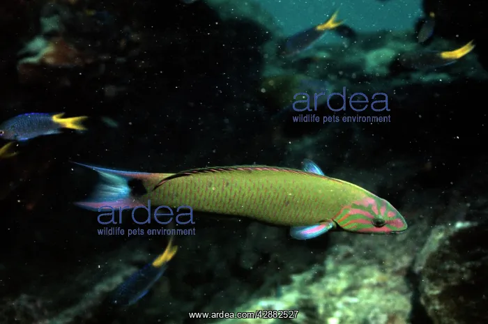 : CLEANER FISH : CLEANER FISH