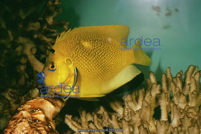  : Cleaner Fish - Cleaning from Three Spot Angel Fish