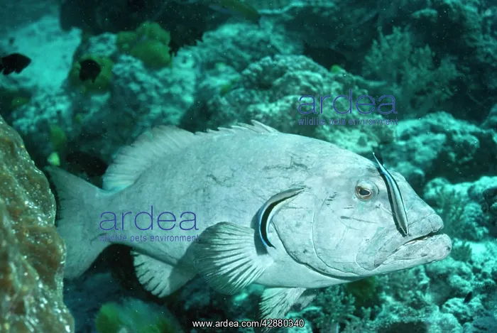 : Cleaner Fish - on Coral Cod : Cleaner Fish - on Coral Cod