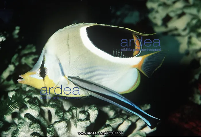  : Cleaner fish  /  Wrasse - cleaning butterfly fish