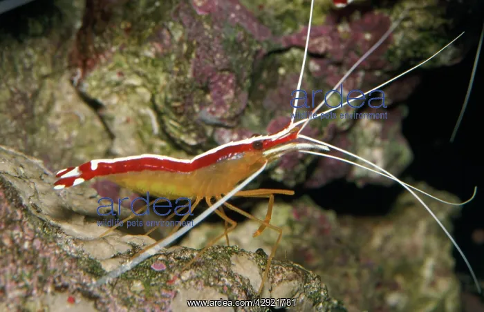 : CLEANER SHRIMP : CLEANER SHRIMP