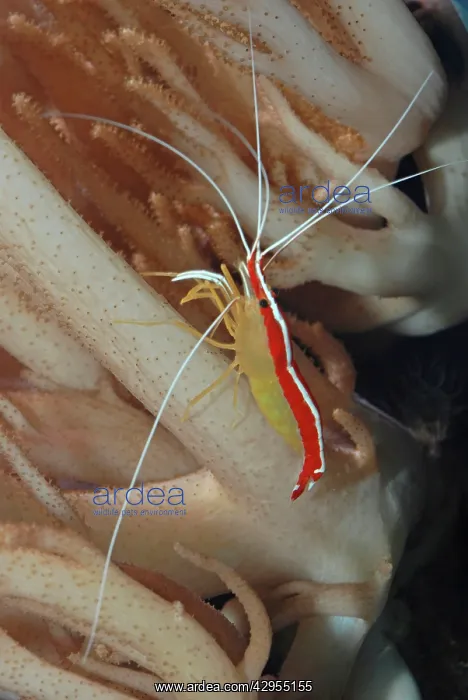 : Cleaner Shrimp : Cleaner Shrimp
