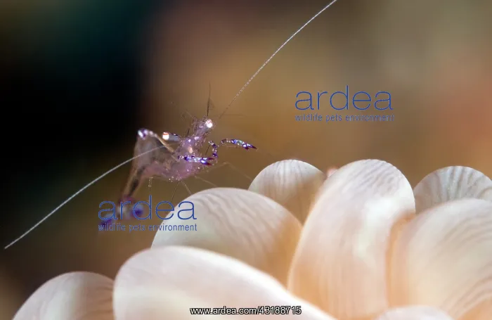 : Cleaner Shrimp : Cleaner Shrimp