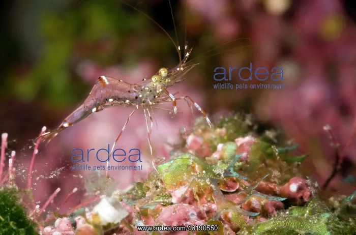 : Cleaner Shrimp : Cleaner Shrimp