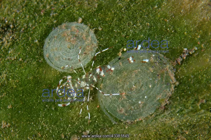 : Cleaner Shrimp - near egg spiral on green algae : Cleaner Shrimp - near egg spiral on green algae