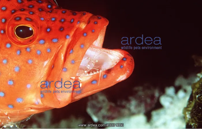 : Cleaner Shrimp (periclemenes sp.) cleaning Coral : Cleaner Shrimp (periclemenes sp.) cleaning Coral