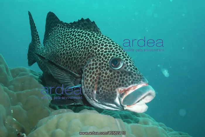 : Cleaner Wrasse - Cleaning the Spotted Sweetlip : Cleaner Wrasse - Cleaning the Spotted Sweetlip