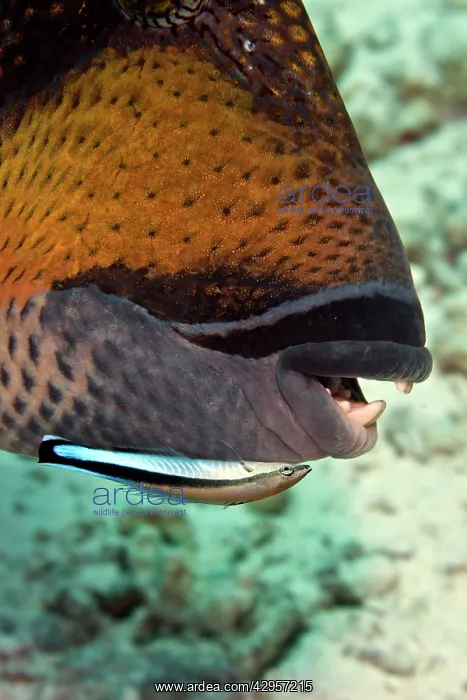 : Cleaner Wrasse - cleaning Titan Triggerfish (Balistoides : Cleaner Wrasse - cleaning Titan Triggerfish (Balistoides