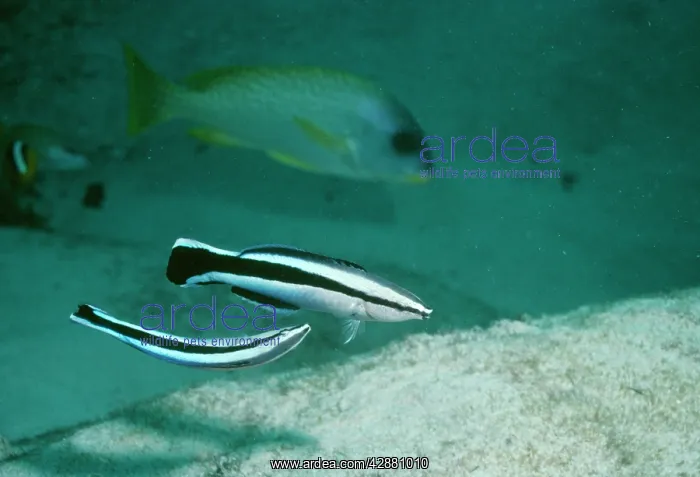 : Cleaner WRASSE - mating display : Cleaner WRASSE - mating display