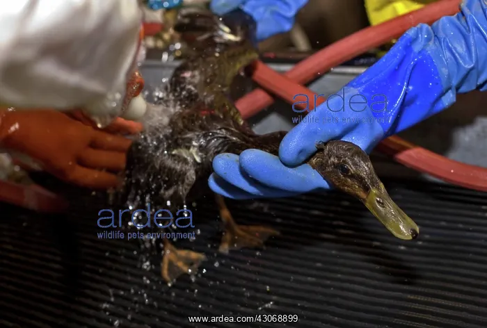 : Cleaning a Bird : Cleaning a Bird