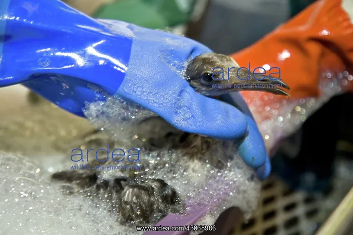 : Cleaning a Bird : Cleaning a Bird