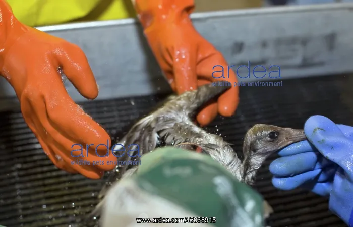 : Cleaning a Bird : Cleaning a Bird