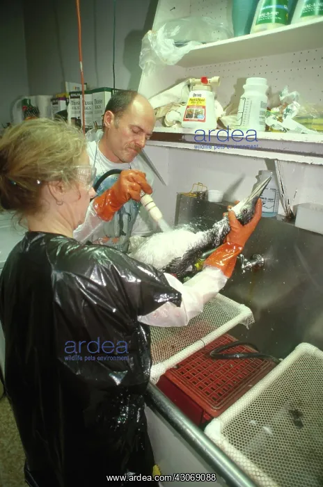 : Cleaning Bird after Oil Spill : Cleaning Bird after Oil Spill