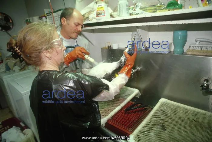 : Cleaning Bird after Oil Spill : Cleaning Bird after Oil Spill