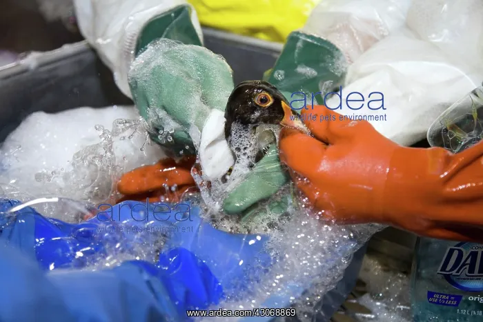 : Cleaning a Duck : Cleaning a Duck