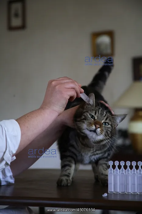 : Cleaning the ear of a cat : Cleaning the ear of a cat