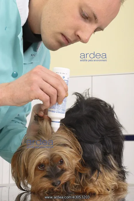 : Cleaning the ears of a Yorkshire by the veterinarian : Cleaning the ears of a Yorkshire by the veterinarian