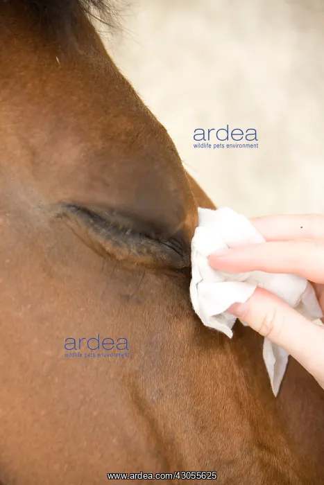 : Cleaning the eye of Cheval France : Cleaning the eye of Cheval France
