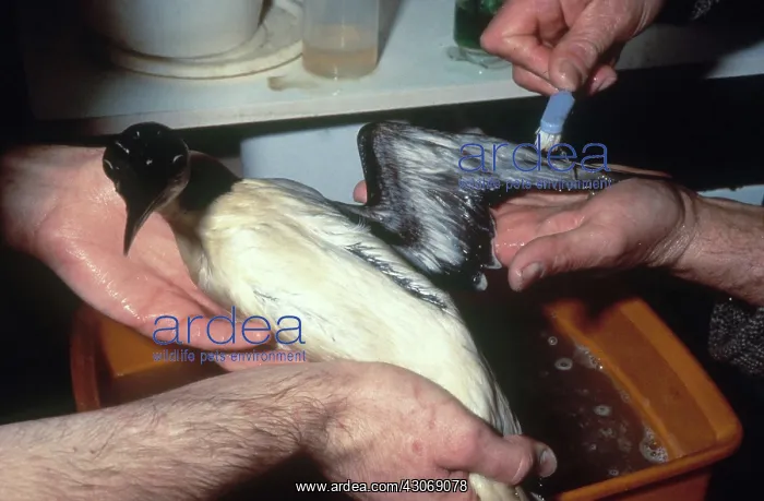: Cleaning Guillemot after Oil Spill : Cleaning Guillemot after Oil Spill