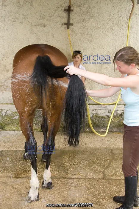 : Cleaning Horse with jet France : Cleaning Horse with jet France